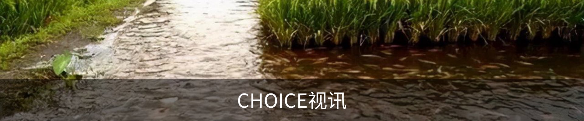 CHOICE视讯